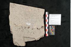 Foto (Objekt + Etikett) von Tilia platyphyllos Scopoli (NHMW-GEO-2024-0188-15019)
